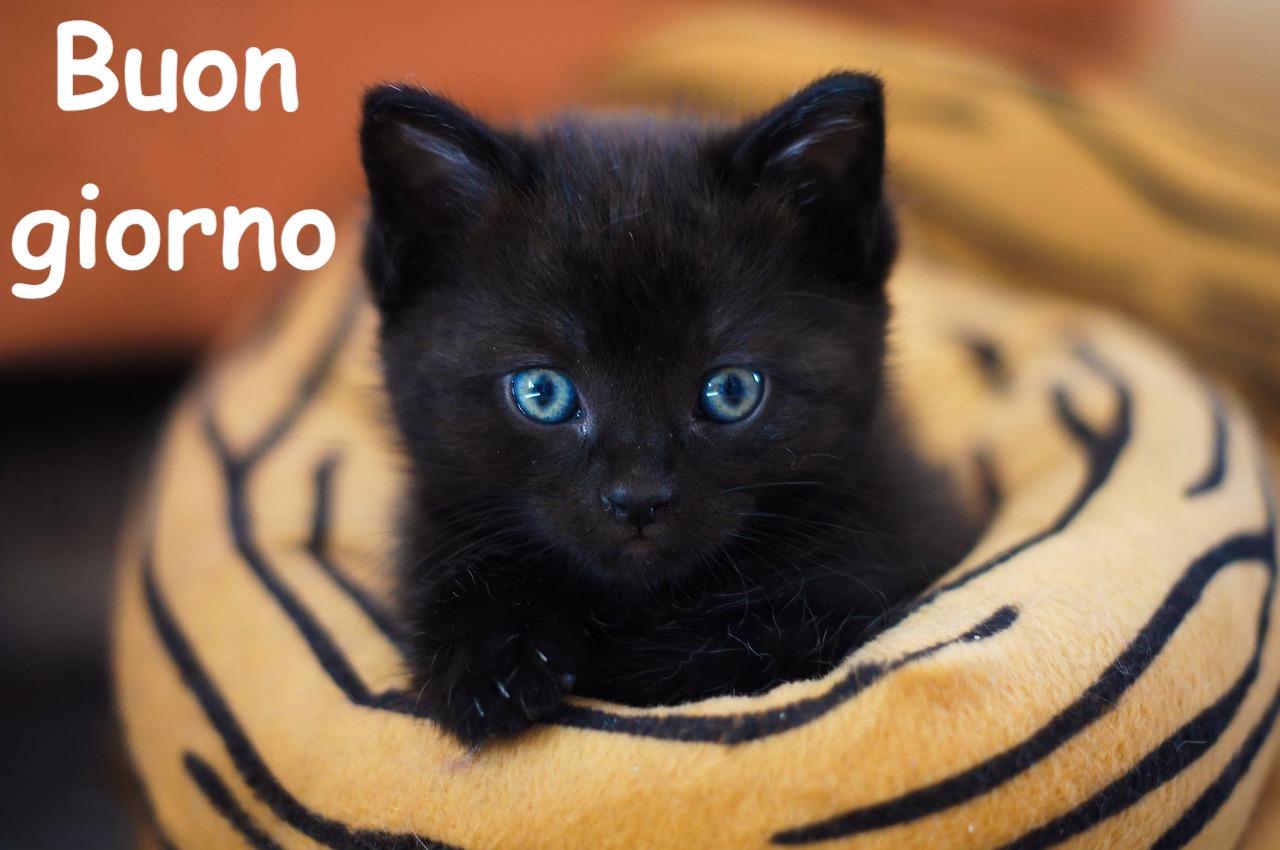 un piccolo gattino nero con occhi azzurru dentro un cestino soffice 